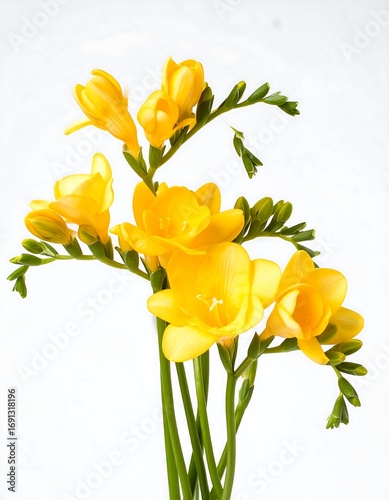 Yellow Freesia Bouquet Close-up