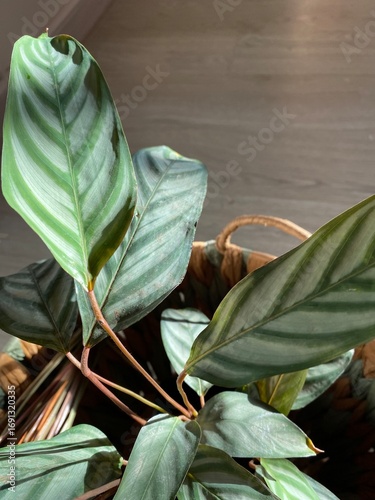 green tea leaves