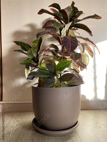plant in a pot