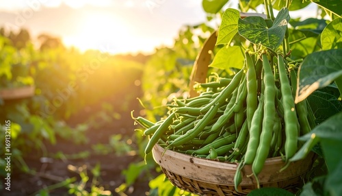 A sunlit image showing a basket overflowing with freshly harvested green beans amidst a vibrant field. The sun's golden glow bathes the scene, creating a warm and inviting atmosphere