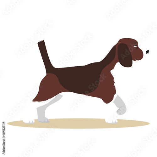An endearing brown and white beagle hound sniffing the ground during a leisurely walk illustration