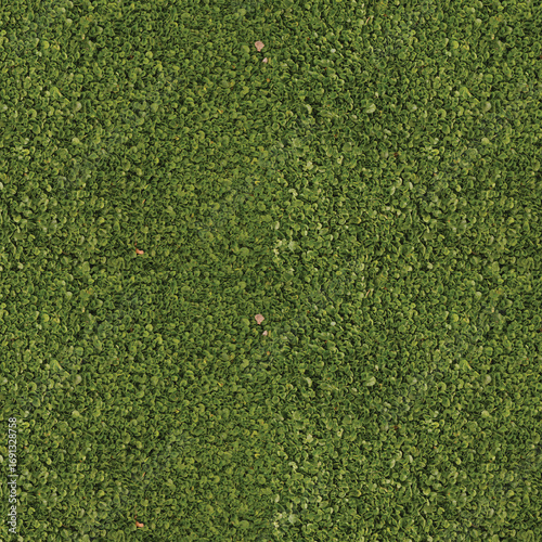 Close-up of lush green foliage texture