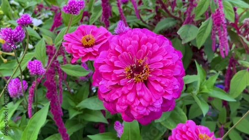pink zinnia flowers in ornamental summer garden with falling rain and water drops