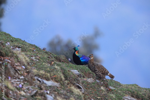 Canvas Print The Himalayan monal (Lophophorus impejanus), also called Impeyan monal and Impeyan pheasant, is a pheasant native to Himalayan forests