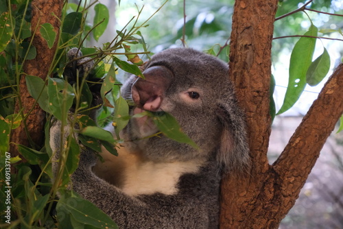 Photography Koala Clinging to Tree Australia
