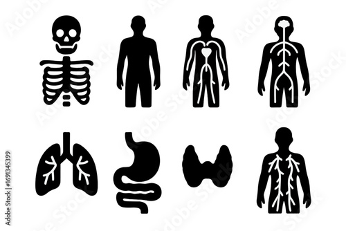 Body Systems Icons. Solid, filled icon set of body systems: skeletal system, muscular system, circulatory system, nervous system,