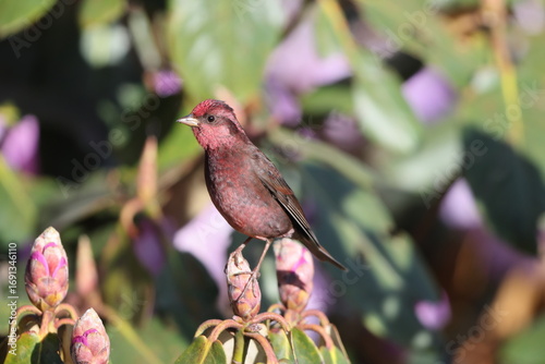 Canvas Print Dark-breasted rosefinch (Procarduelis nipalensis) is a species of true finch in the monotypic genus Procarduelis