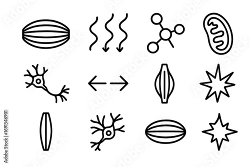 Muscle Contraction Icons. Outline icon set of muscle contraction: muscle fiber, wave arrows, ATP molecule,