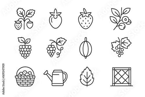 Berry Cultivation Icons. Outline icon set of berry cultivation: strawberry plant, green berry, ripe strawberry