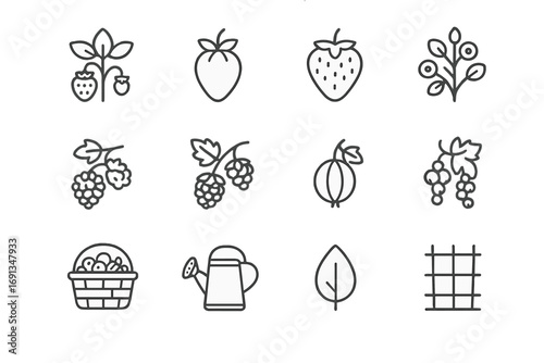 Berry Cultivation Icons. Outline icon set of berry cultivation: strawberry plant, green berry, ripe strawberry