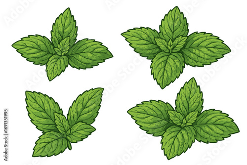 Set of fresh mint leaves. Green spearmint and peppermint illustration. Botanical vector art of a fresh herb plant. Natural organic ingredient for food and drinks. Cool flavor.