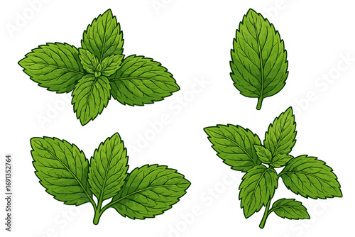 Mint leaves vector set. Peppermint and spearmint illustrations. Botanical concept for fresh herbal tea, mojito garnish. Organic herb icon collection. Food ingredient drawing.