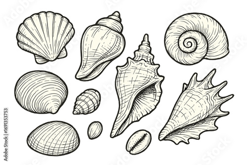 Seashell collection vector set in hand-drawn sketch style. Detailed line art illustration of various sea shells. Coastal marine ocean beach concept. Engraving nature design.