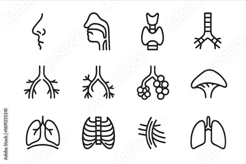 Respiratory Anatomy Icons. Outline icon set of respiratory anatomy: nasal cavity, pharynx, larynx, trachea,