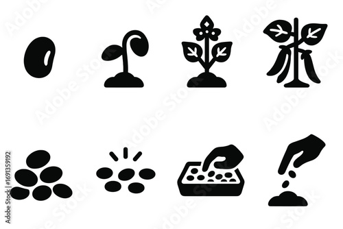 Mung Bean Growth Cycle. Solid, filled icon set of mung bean plant stages: seed, sprout, flowering plant, green pods, harvested