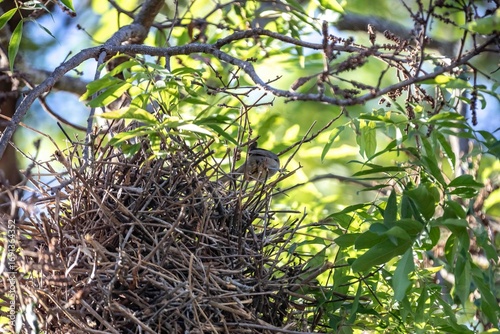 Wallpaper Mural The nest of João-graveto or João-de-pau, Phacellodomus rufifrons, is a passerine, grassland bird, of the Furnariidae family, found in Brazil, Bolivia, Paraguay and Argentina. Torontodigital.ca