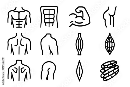 Anatomy Muscle Icons. Outline icon set of human anatomy muscles: chest muscle, abdominal muscles, arm muscle,
