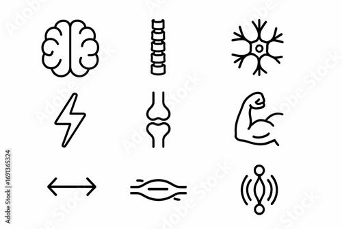 Nervous System Icons. Outline icon set of nervous system and muscles: brain, spinal cord, nerve cell, electric