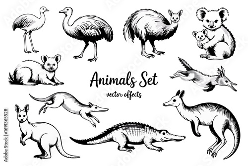 Vintage vector sketch concept of Australian wildlife animals, featuring the kangaroo, koala, emu, crocodile, and opossum. A hand-drawn fauna illustration set for design