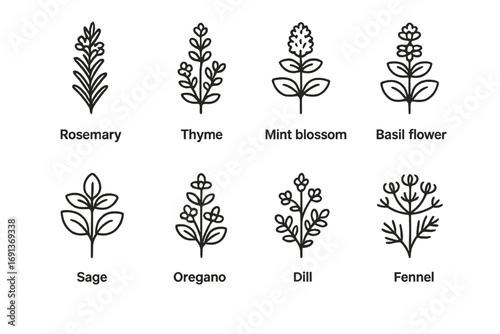 Herbal Flower Icons. Outline icon set of Flowering herbs: rosemary, thyme, mint blossom, basil flower, sage,