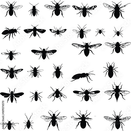 Diverse collection of insect silhouettes featuring beetles and other entomological creatures
