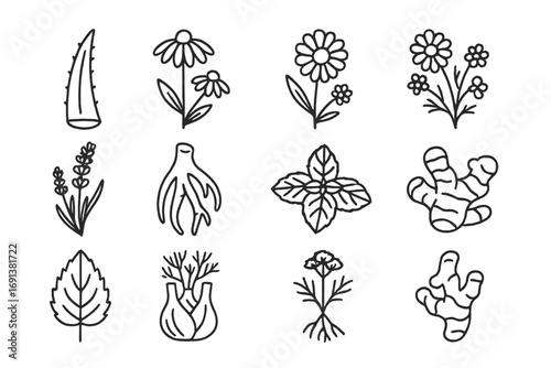 Nature Vibe Icons. Outline icon set of nature vibe package design with medicinal plants: aloe vera leaf, echinacea flower,