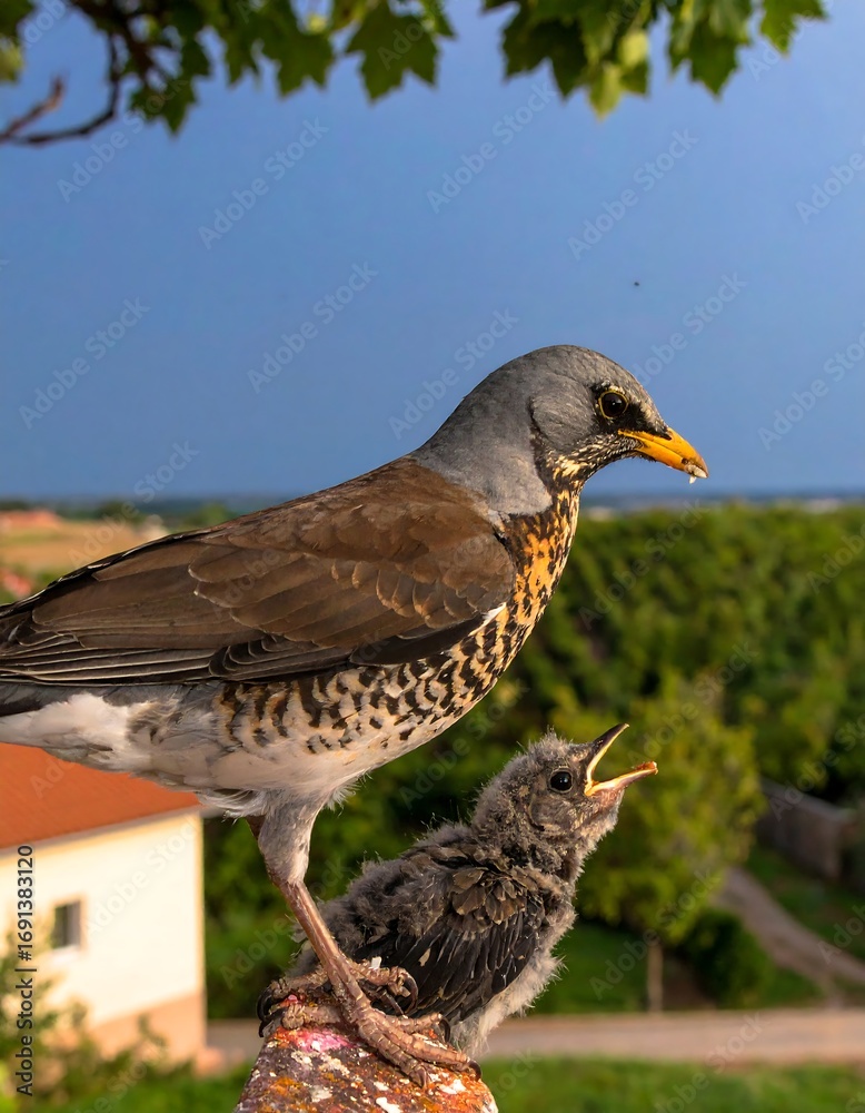 Obraz premium Bird feeding its youngling