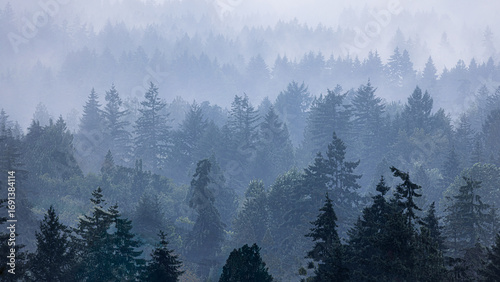 Aerial View of Misty Foggy  Pastel Tree Tops