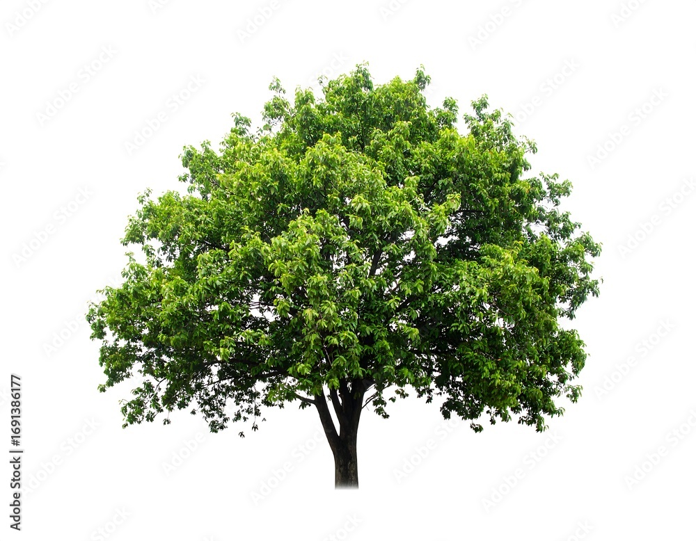 Obraz premium Lush green tree isolated