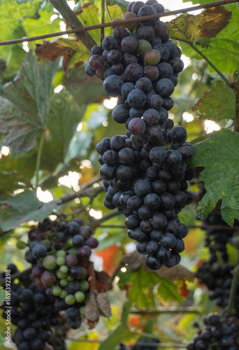 Wallpaper Mural Close-up of a cluster of dark purple grapes, almost ready for harvest, hanging from a vine in a vineyard. Some green leaves of the plant and other less ripe bunches can be seen at the bottom Torontodigital.ca