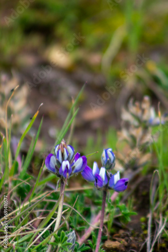 planta, flores y frutos silvestres de los andes peruanos