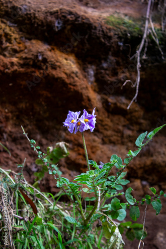 planta, flores y frutos silvestres de los andes peruanos