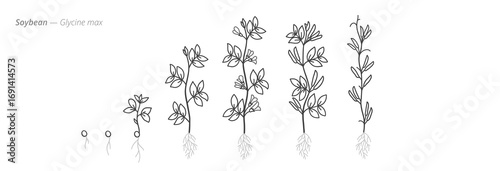 Soybean growth seed to harvest stages. Botanical monochrome black and white hand drawn vector Illustration