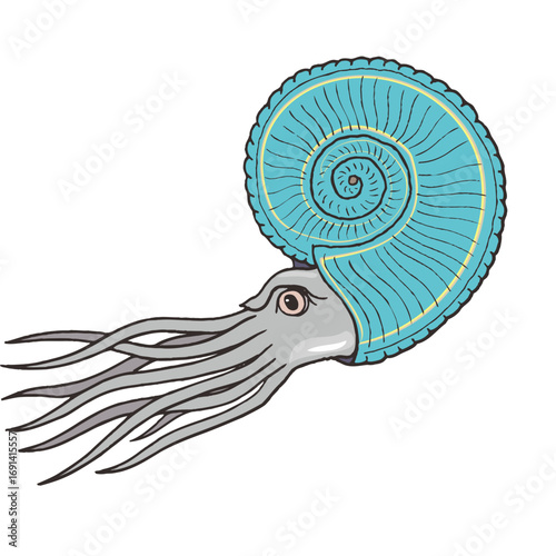 Vector illustration of a Nautilus, an ancient marine animal. Plain white background.