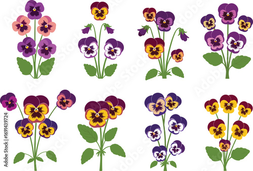 Pansy flower arrangement set, colorful botanical vector illustration, seasonal garden blossom design, decorative floral clipart, spring summer nature art, isolated on white background