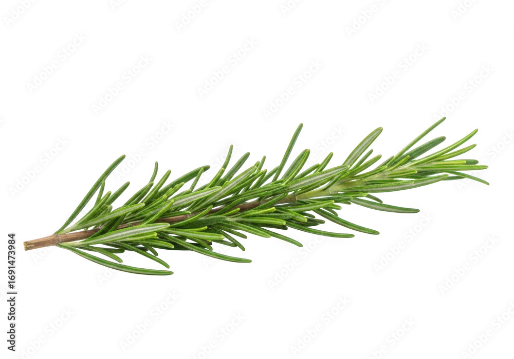 Fototapeta premium Fresh Rosemary Sprig on Transparent Backdrop, Ideal for Culinary Herb Designs and Aromatic Concepts, Highlighting Green Color and Natural Texture