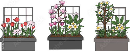 Elegant spring flower boxes with tulips, magnolia blossoms, and white blooms in decorative planters against trellis background, seasonal botanical vector illustration