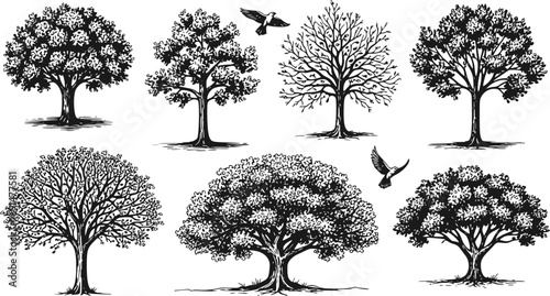 Set of Trees and Birds. Hand Drawn Nature Vector Illustrations of Wildlife and Forest Elements