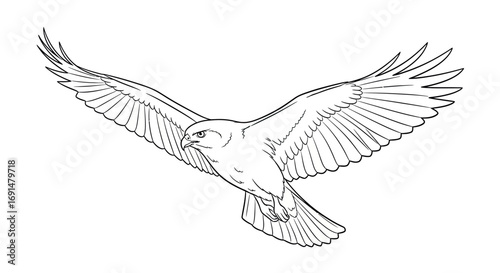 Majestic flying falcon with spread wings, a detailed black and white line art illustration.