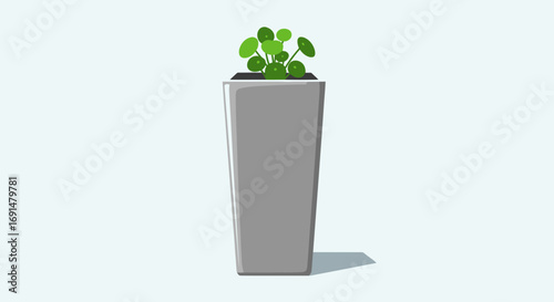 Pilea Peperomioides Plant in a Modern Gray Rectangular Planter