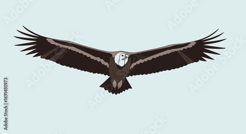 Flying Griffon Vulture in Profile View