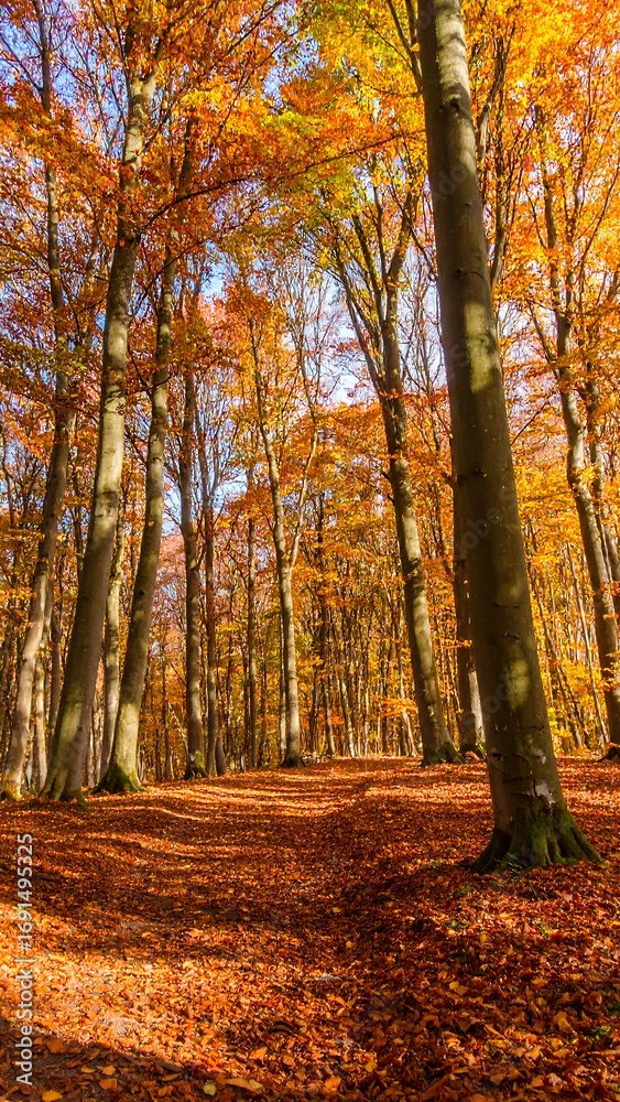 Fototapeta premium Autumnal Forest Path Sunlight