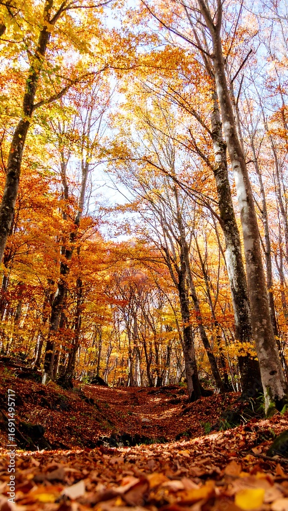 Fototapeta premium Autumnal Forest Path Upward View