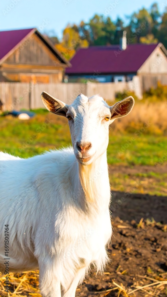 Obraz premium White goat in a rural setting