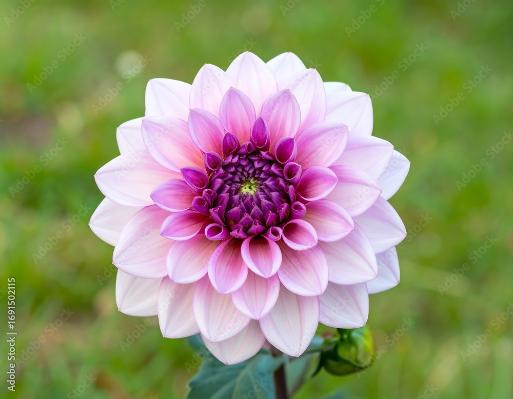 Fototapeta premium Close-up of a beautiful pink dahlia
