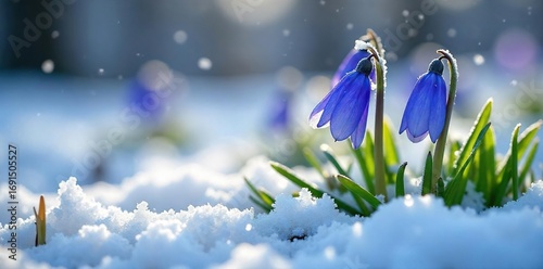 Delicate bluebells bravely blooming amidst a dusting of winter snow, a scene of serene resilience Frozen ground, icy details, delicate petals, contrasting colors , ground, blooming, botany