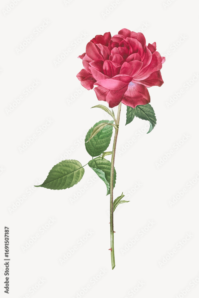 Obraz premium Vintage rose flower illustration