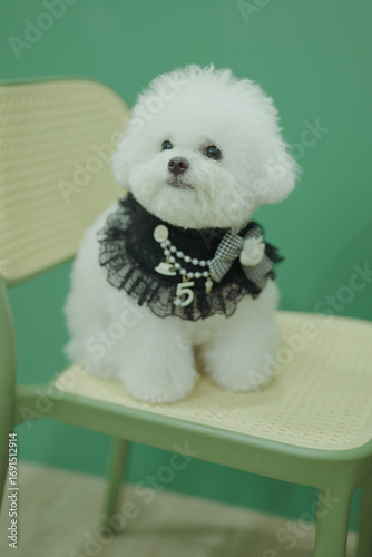 bog bichon puppy qute 1 year old adorable