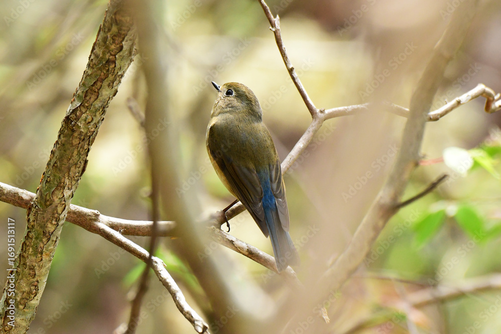 Obraz premium 早春の森のルリビタキ