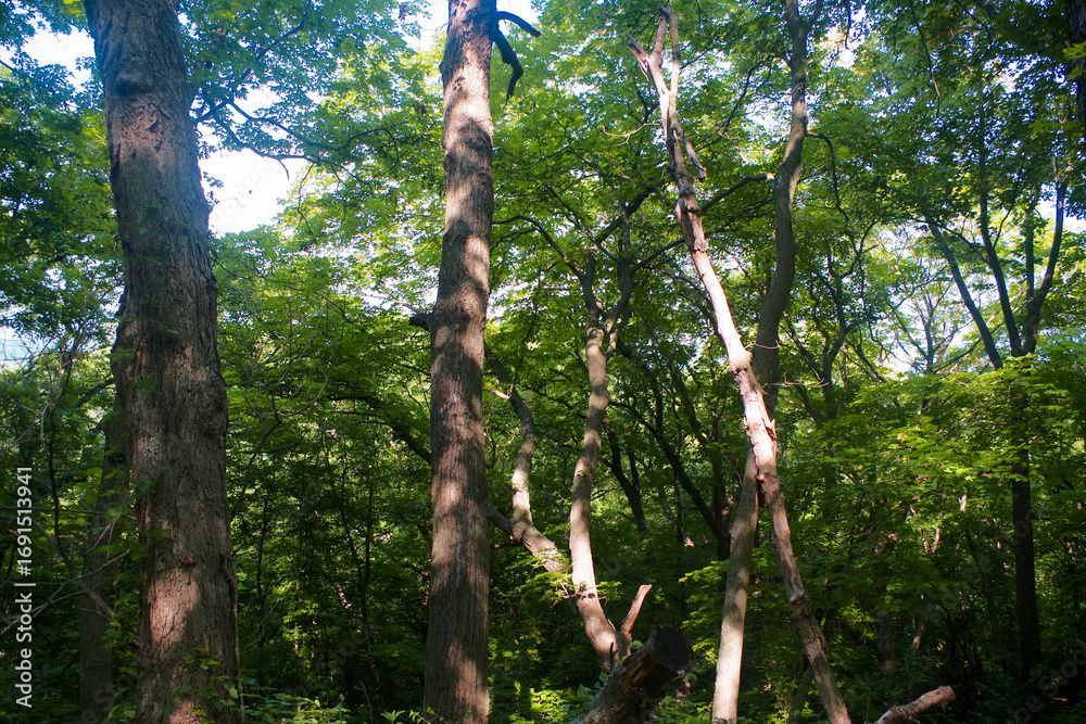 Fototapeta premium Vertical Tree Trunks and Dense Summer Forest, Weston Bend State Park